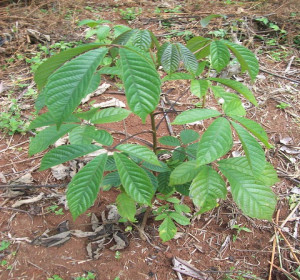 Vitex keniensis (Meru oak)