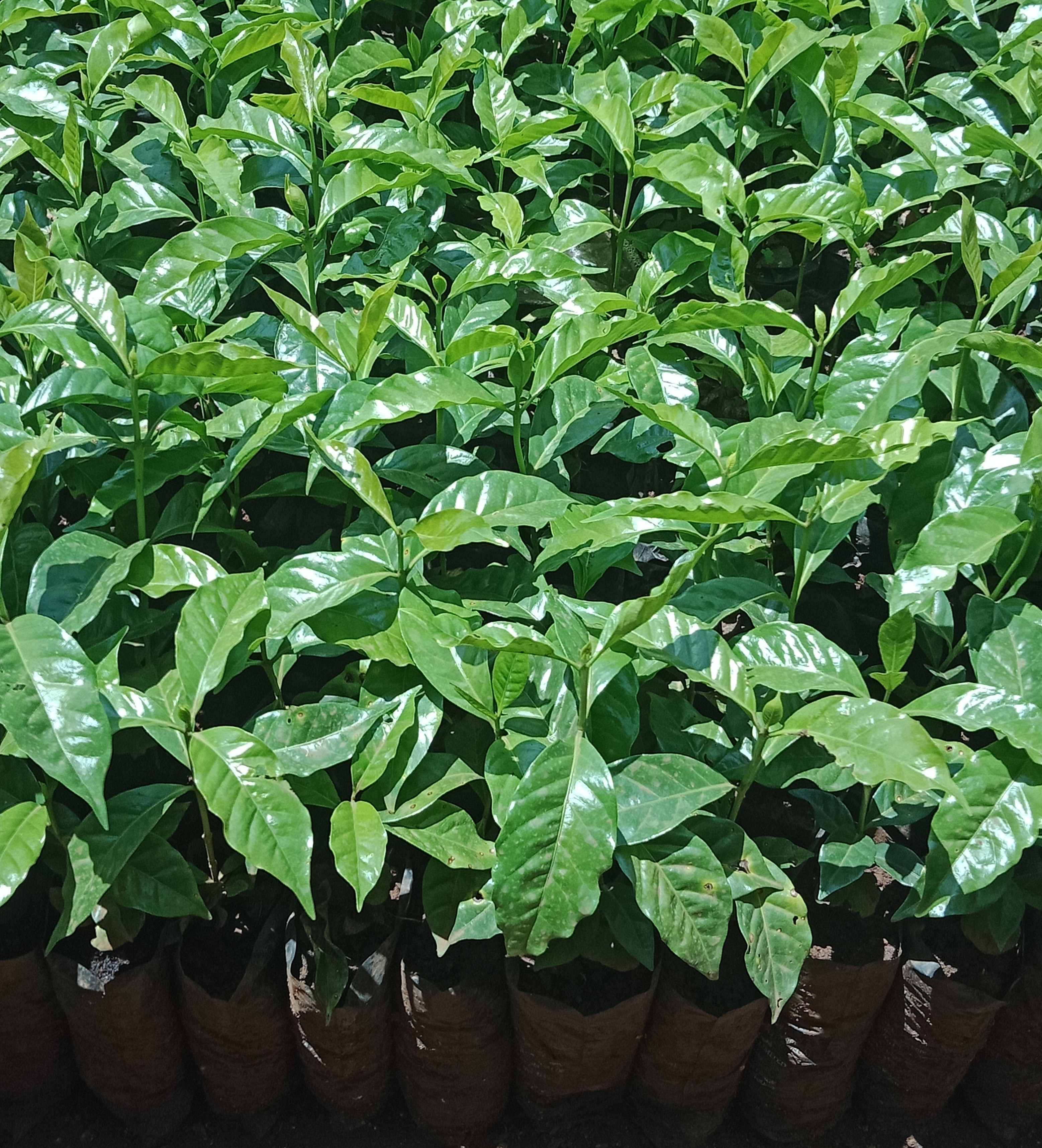 The SL28 coffee variety