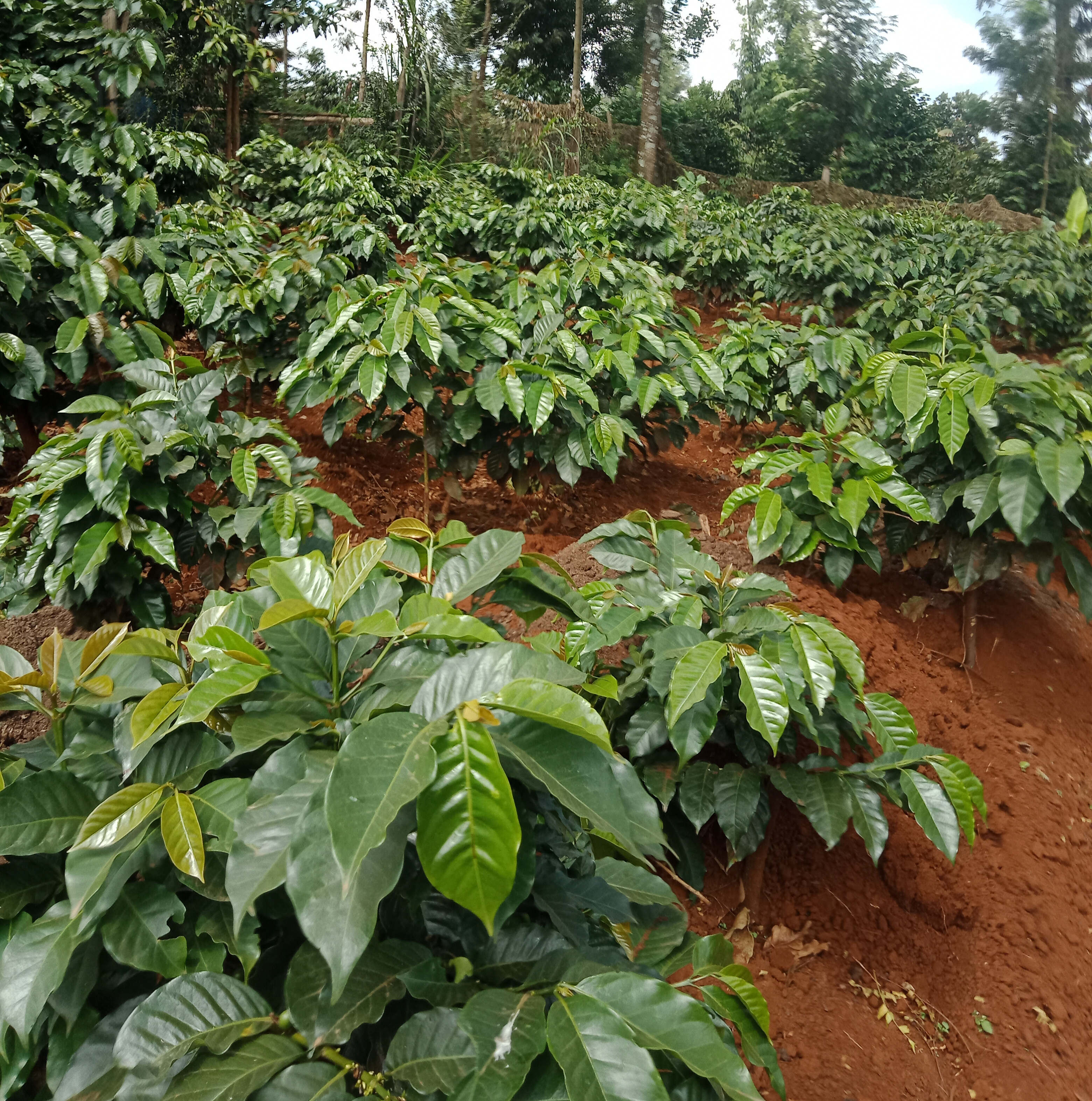Ruiru 11 Coffee Variety Seedbed