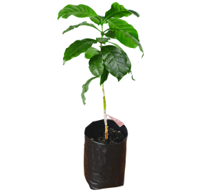 Ruiru 11 Coffee Variety