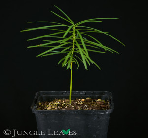 Afrocarpus falcatus