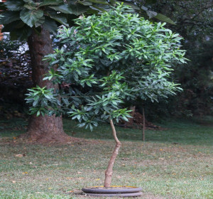 Warburgia ugandensis