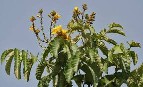Kiuu Tree Seedbed