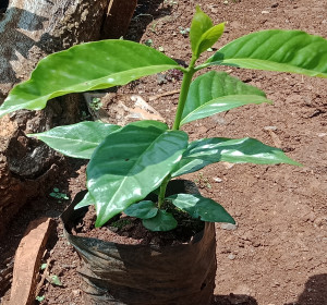 The SL28 coffee variety