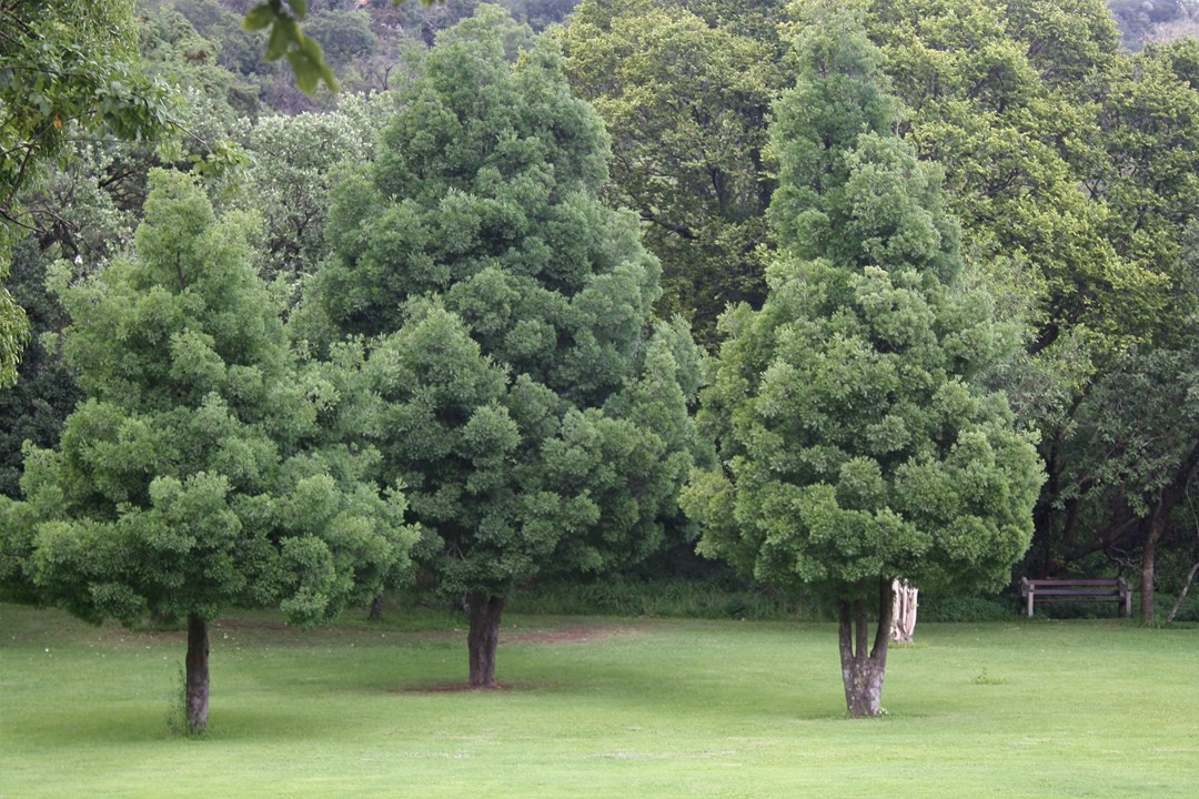 Afrocarpus falcatus Seedbed