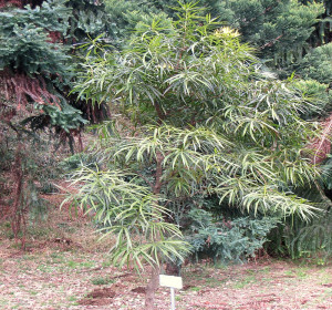 podocarpus milanjianus